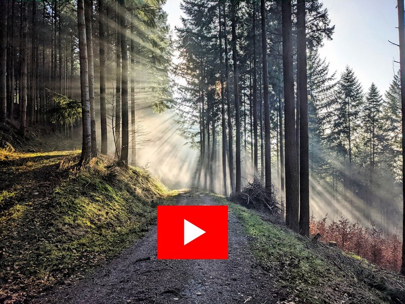Wald mit YouTube-Logo